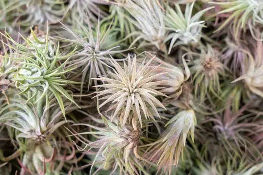 Air Plant Care Basics