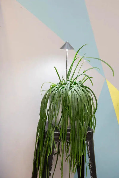 ISUN LED 7W Grow light - Biohydro