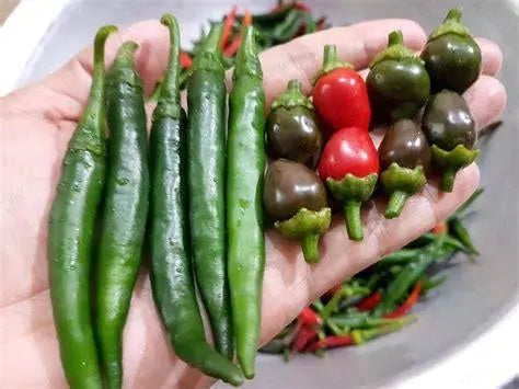 الفلفل الحار في الزراعة المائية بقلم نوسيتا كيهد