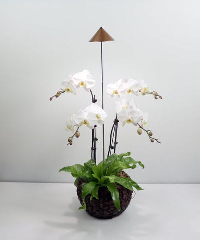 Indoor Plant Lighting