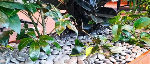 Indoor Plants - Biohydro