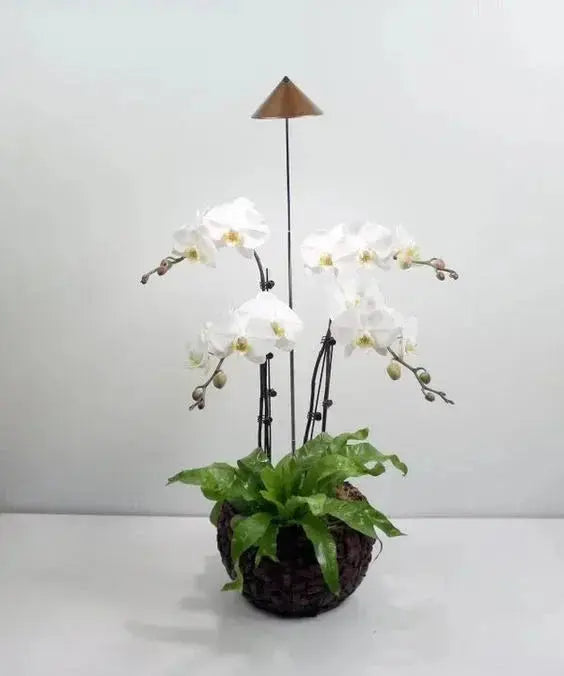 ISun 4 light with controller Package – Biohydro